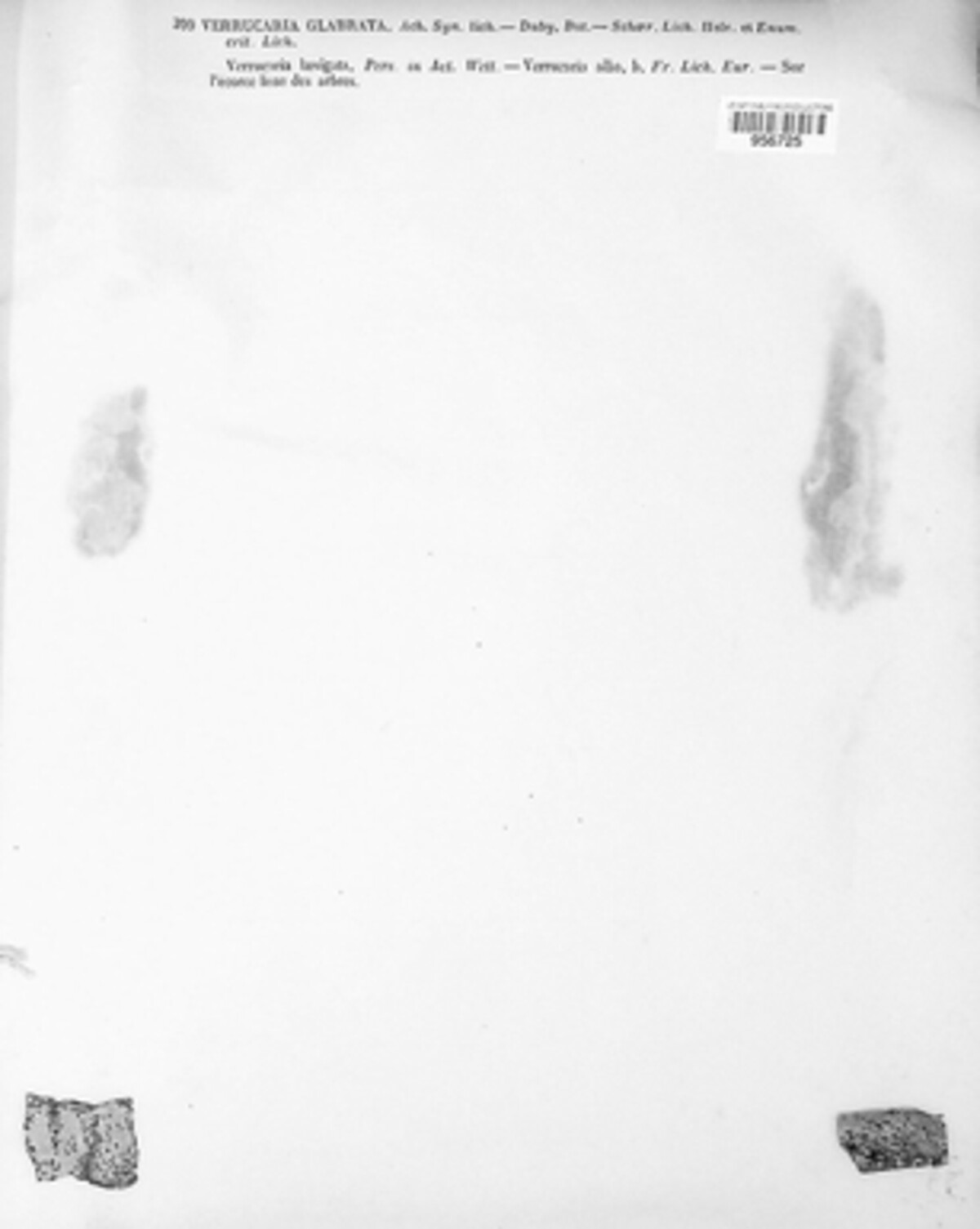 Verrucaria glabrata image